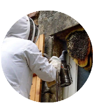 Pest control at height (bee hive removal)